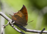 Goatweed Leafwing _MG_0713.jpg
