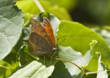 Goatweed Leafwing _MG_0718.jpg