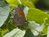 Goatweed Leafwing _MG_0721.jpg