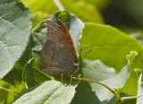 Goatweed Leafwing _MG_0722.jpg