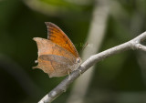 Goatweed Leafwing _MG_0740.jpg
