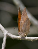 Goatweed Leafwing _MG_0766.jpg