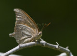 Goatweed Leafwing _MG_0815.jpg