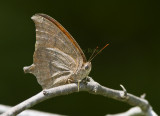 Goatweed Leafwing _MG_0817.jpg