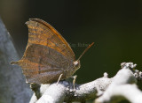 Goatweed Leafwing _MG_0823.jpg