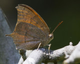 Goatweed Leafwing _MG_0825.jpg