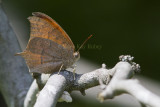 Goatweed Leafwing _MG_0827.jpg