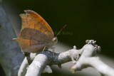 Goatweed Leafwing _MG_0834.jpg