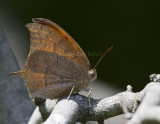 Goatweed Leafwing _MG_0838.jpg