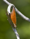 Goatweed Leafwing _MG_0841.jpg