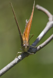 Goatweed Leafwing _MG_0844.jpg