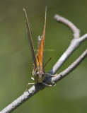 Goatweed Leafwing _MG_0846.jpg