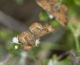 _ Fatal Metalmark + Red-bordered Metalmark _MG_0455.jpg