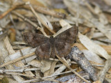 $ Fatal Metalmark _MG_0761.jpg