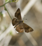 $ Fatal Metalmark _MG_0911.jpg