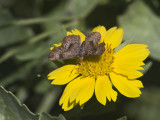 _ Fatal Metalmark _MG_2692.jpg
