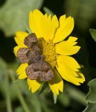 _ Fatal Metalmark _MG_2695.jpg