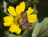 _ Fatal Metalmark _MG_2713.jpg