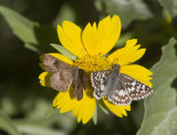 _ Fatal Metalmark _MG_2726.jpg