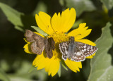 _ Fatal Metalmark _MG_2727.jpg