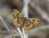 Fatal Metalmark _MG_0471.jpg