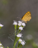 Fatal Metalmark _MG_0608.jpg