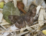 Fatal Metalmark _MG_0758.jpg