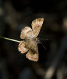Fatal Metalmark _MG_2016.jpg