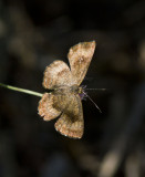 Fatal Metalmark _MG_2018.jpg