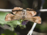 Fatal Metalmark _MG_2089.jpg