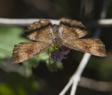 Fatal Metalmark _MG_2092.jpg