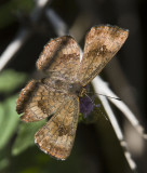 Fatal Metalmark _MG_2096.jpg