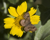 Fatal Metalmark _MG_2710.jpg