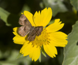 Fatal Metalmark _MG_2730.jpg