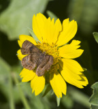 _ Fatal Metalmark _MG_2699.jpg