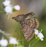 _ Red-bordered Metalmark _MG_0430.jpg