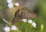 _ Red-bordered Metalmark _MG_0434.jpg
