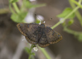 _ Red-bordered Metalmark _MG_0525.jpg