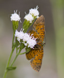 _ Red-bordered Metalmark _MG_0624.jpg
