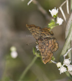 _ Red-bordered Metalmark _MG_0905.jpg