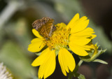_ Red-bordered Metalmark _MG_2742.jpg