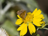 _ Red-bordered Metalmark _MG_2743.jpg
