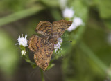 _ Red-bordered Metalmark female _MG_0590.jpg