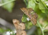 __ Red-bordered Metalmark + Fatal Metalmark _MG_0459.jpg
