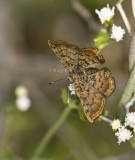 __ Red-bordered Metalmark _MG_0908.jpg
