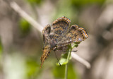 __ Red-bordered Metalmark _MG_2130.jpg