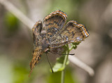 __ Red-bordered Metalmark _MG_2131.jpg