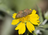 __ Red-bordered Metalmark _MG_2606.jpg