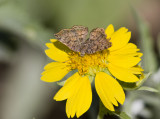 __ Red-bordered Metalmark _MG_2613.jpg