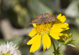 __ Red-bordered Metalmark _MG_2757.jpg
